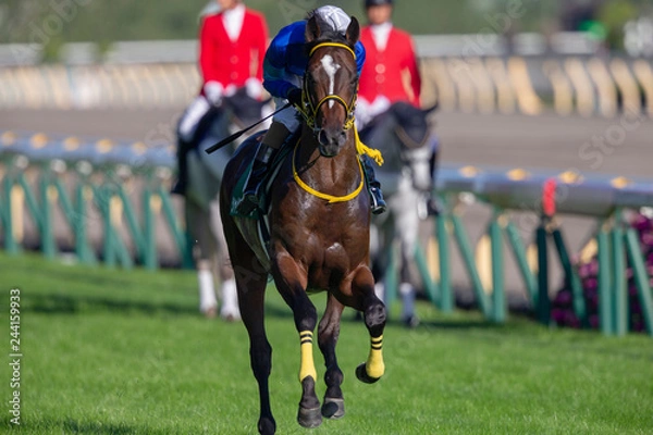 Obraz 競馬#11