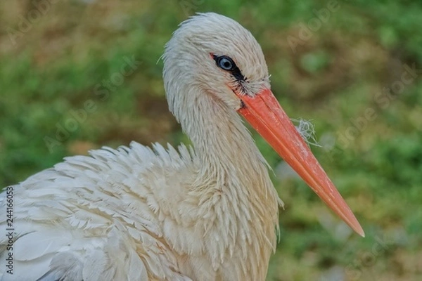 Obraz Stork
