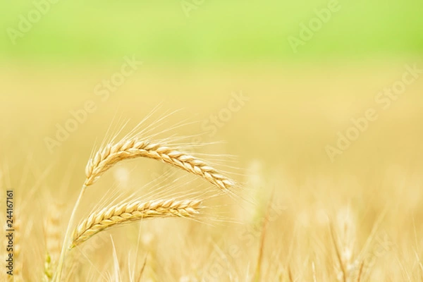 Obraz Dojrzały kłos kukurydzy na polu kukurydzy