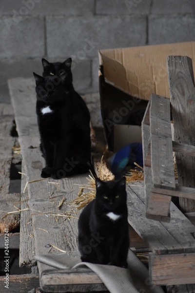 Obraz chat noir et blanc