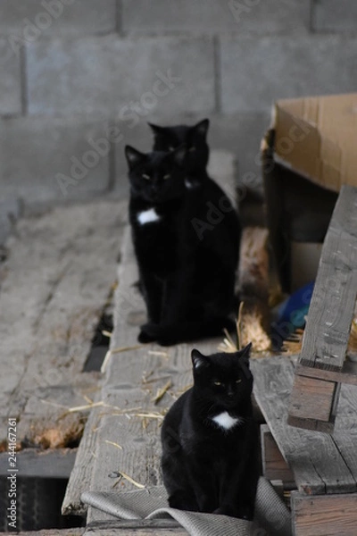 Obraz chat noir et blanc