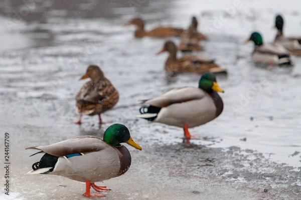 Fototapeta Flock of Mallard Ducks in flight over winter lake and forest lan