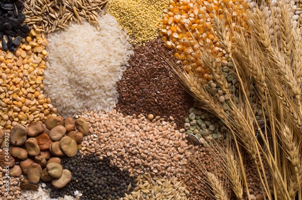Obraz Ziarna zbóż