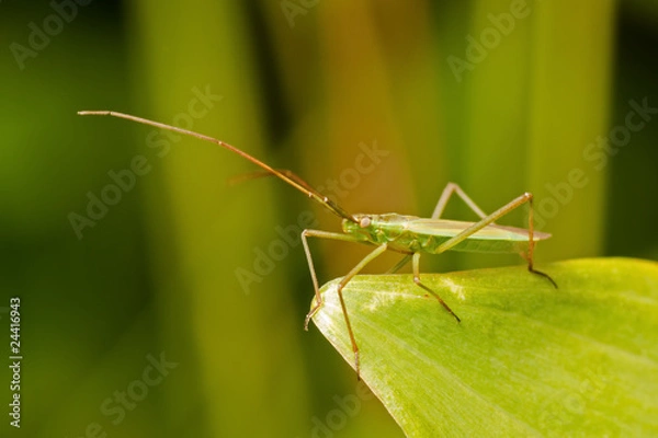 Fototapeta Common Green Capsid