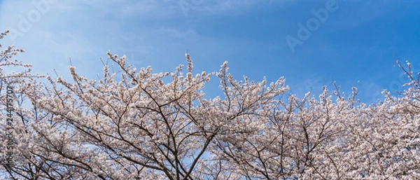Obraz 沢山の桜3
