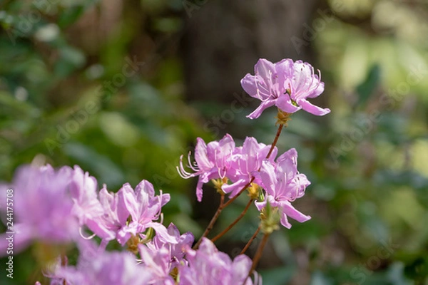 Obraz ピンクの花