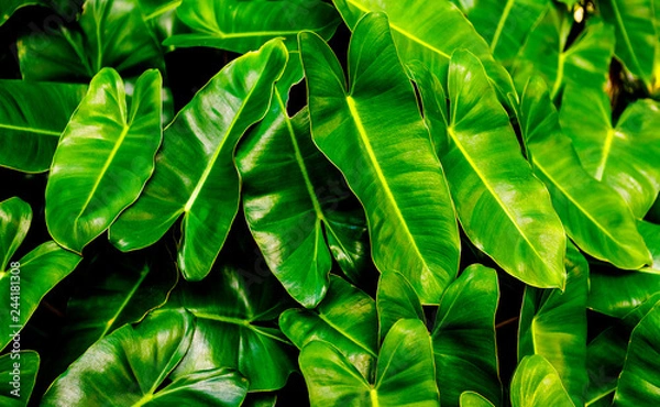 Fototapeta Closeup of nature leaves green blur. In the spring Under the morning light. Use as background and wallpapers.
