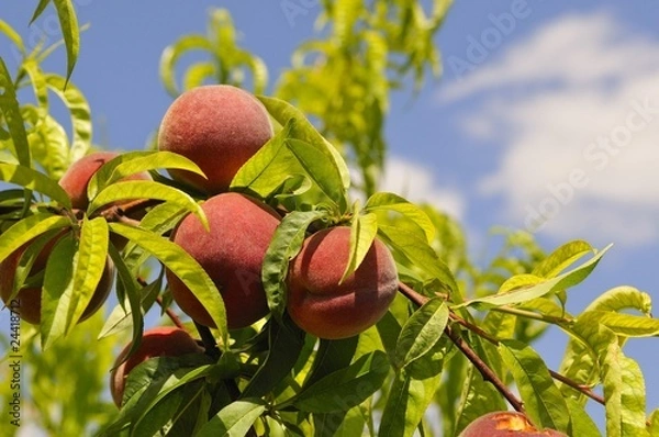 Obraz Pêches et ciel 2