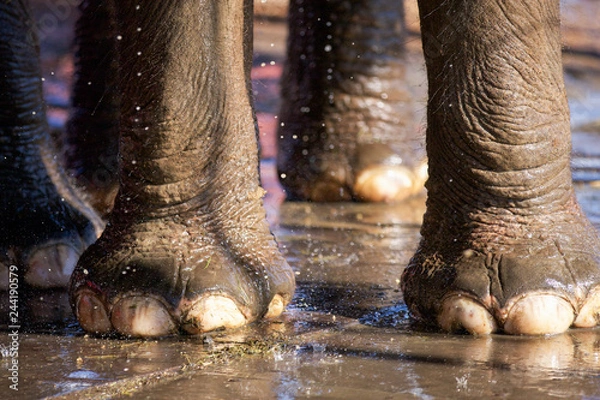 Obraz Pied d'éléphant