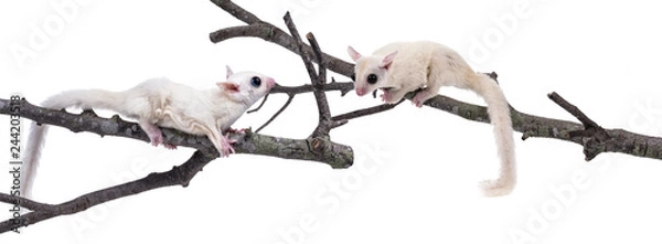 Obraz Australia sugar glider on white background