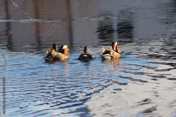 Fototapeta Mandarinenten 03