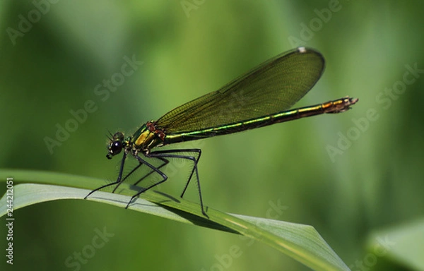 Obraz Libelle in einer Wiese