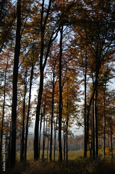 Obraz Forest In The Sunset