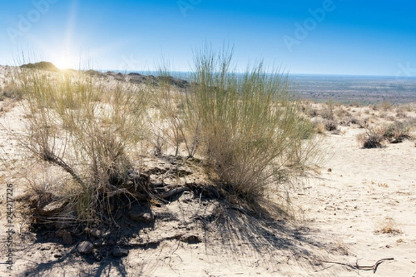 Obraz saxaul (Haloxylon, plant family Amaranthaceae) in the Kyzyl Kum Desert.
