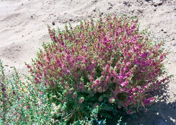Obraz tumbleweedin the Kyzyl Kum Desert - Kali tragus (Russian thistle or common saltwort), plant in the family Amaranthaceae. Also is known as "salsola".