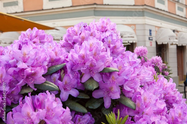 Obraz Blooming purple rhododendron in Riga, Latvia
