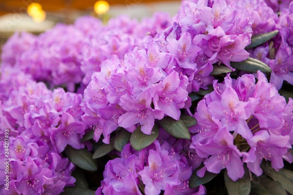 Obraz Rhododendron Catawbiense Grandiflorum