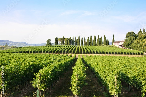 Obraz Vigna - Valpolicella