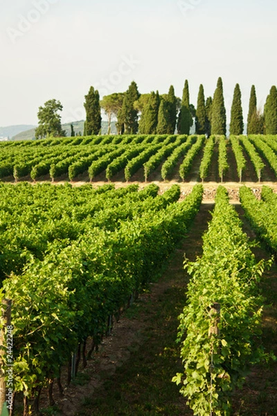 Obraz Vigna - Valpolicella