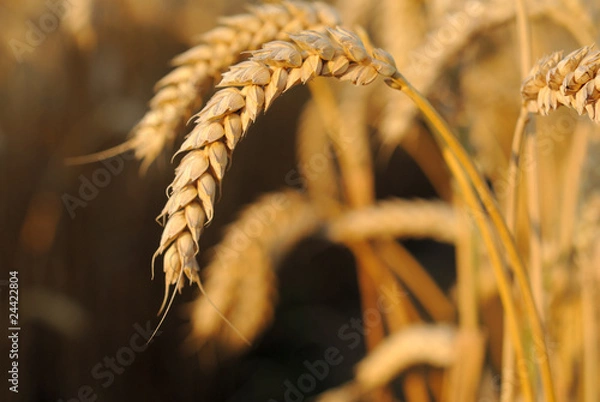 Obraz Weizen Ähren