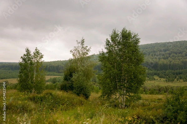 Fototapeta Grey sky with a lot of clouds in the early autumn sky over green fields, trees, forests and huge mountains. A lot of meadow herbs around. Day. Travel through nature landscape