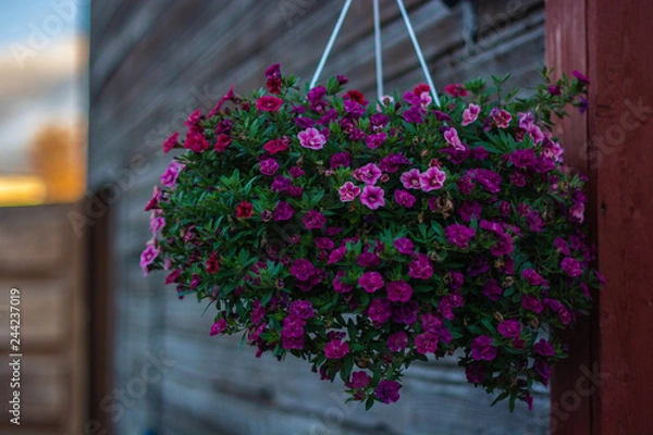 Fototapeta Flower pot