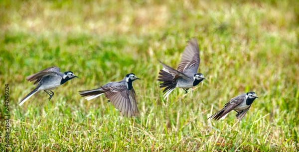 Obraz flying white wagtail in meadow in summer