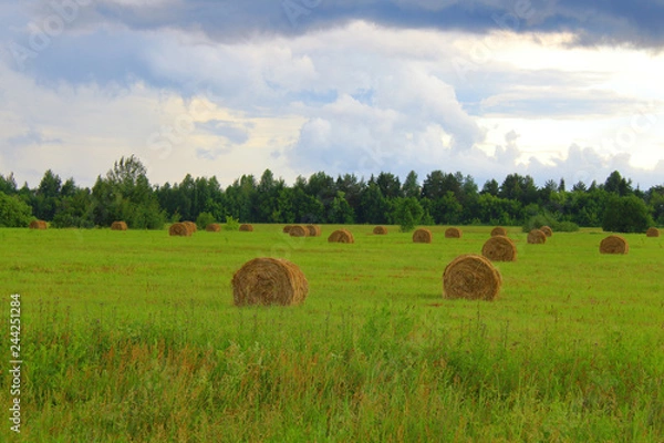 Fototapeta Straw bales on the field. Background. Landscape.