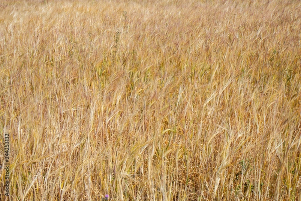 Fototapeta Wheat meadows in Northern Sjelland, Denmark