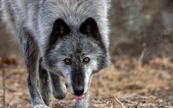 Obraz beautiful grey wolf