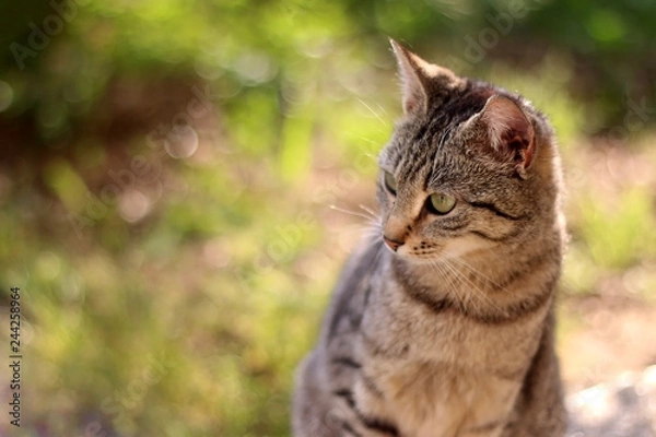 Fototapeta Brown tabby cat sitting in the garden, illuminated by beautiful sunlight. Selective focus.