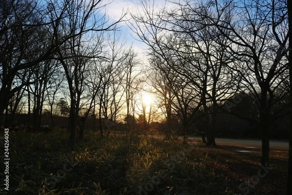 Obraz 風景　冬の公園　夕日　栃木
