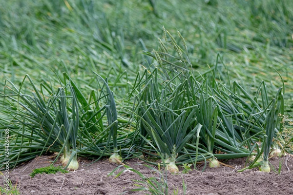 Fototapeta Onions growing on a crop farm in Canterbury, New Zealand