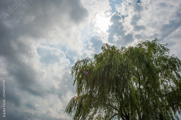 Obraz Willow Stormy Sky