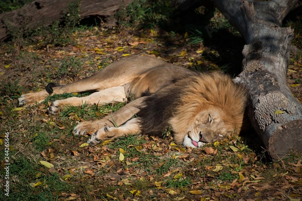 Obraz Lion Sleeping