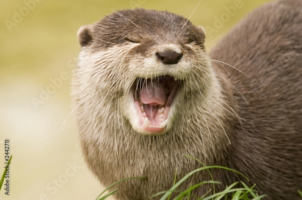 Obraz eurasian river otter