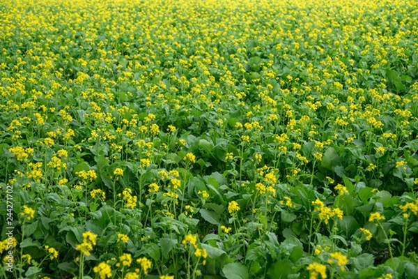 Fototapeta 菜の花畑