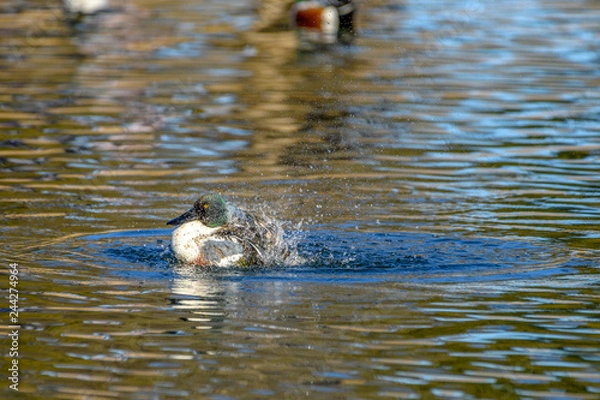 Obraz Northern shoveler - (Spatula clypeata) Duck Splashing in water