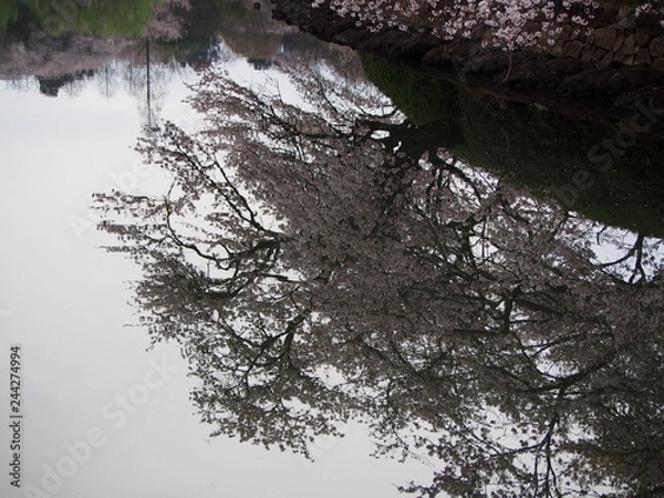 Obraz 桜満開　横浜　三ツ池公園　お花見