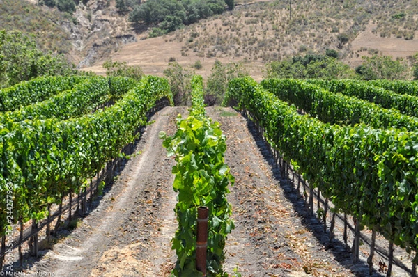 Fototapeta Vineyard