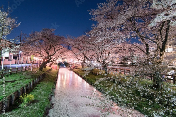 Obraz 川越　新河岸川の夜桜