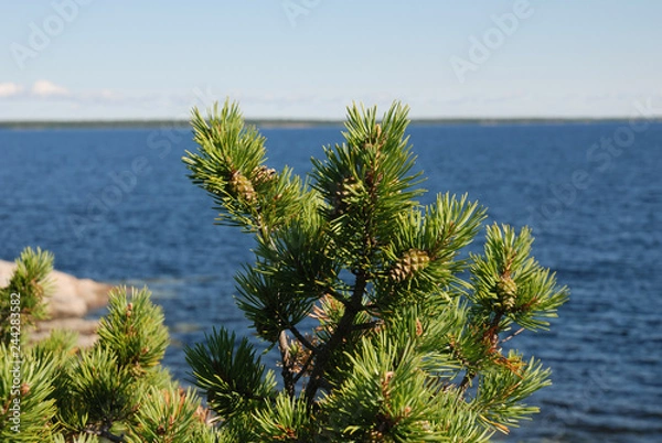 Obraz pine tree on the island