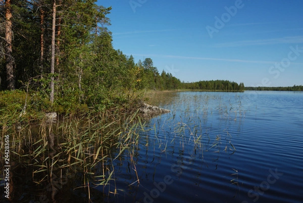Obraz lake in the forest
