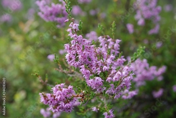 Obraz heather