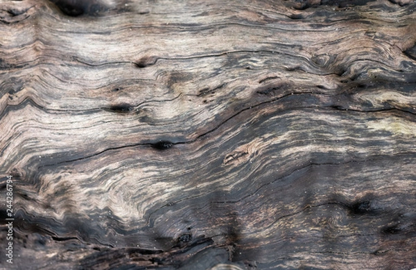 Fototapeta Close up tree bark texture background