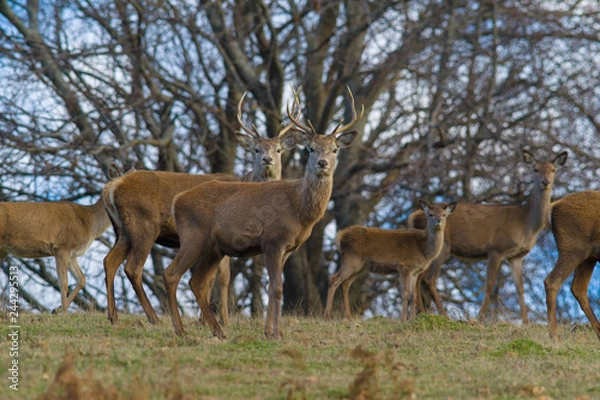 Fototapeta monte amiata
