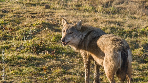 Fototapeta monte amiata