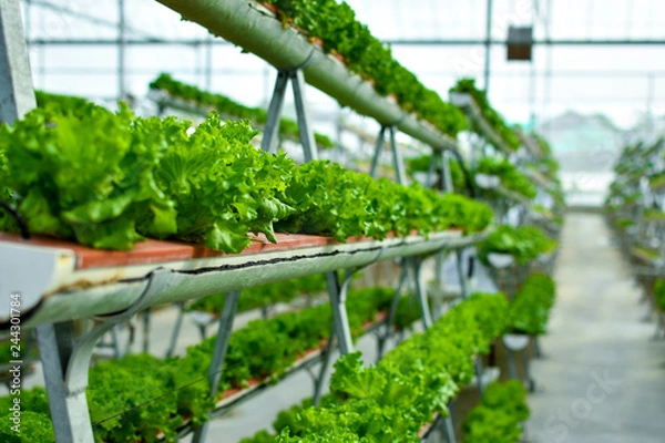 Obraz Hydroponic vertical farming systems