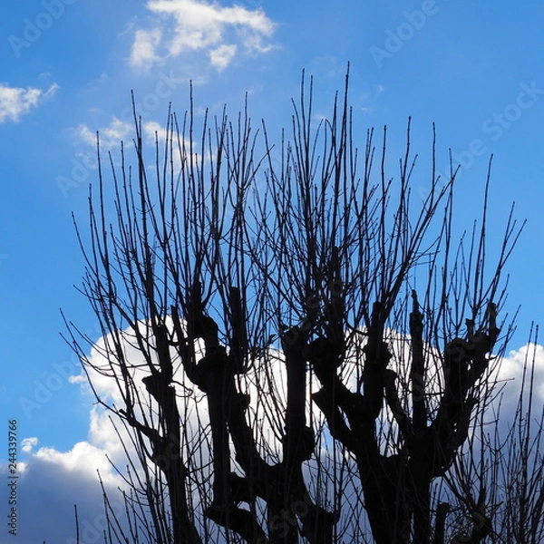 Fototapeta OLYMPUS DIGITAL CAMERA