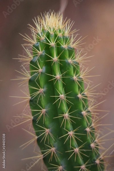 Obraz Cactus
